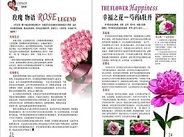 玫瑰物語圖片