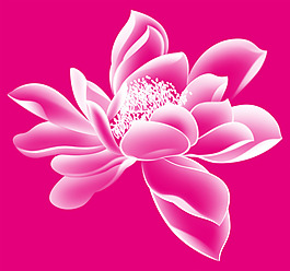 透明荷花