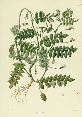 植物插畫