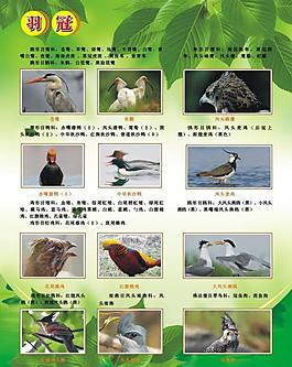綠色展板圖片