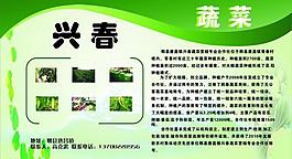 蔬菜展板图片