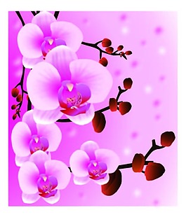蝴蝶兰花朵矢量素材