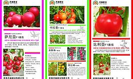 番茄簡介展板圖片