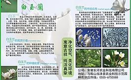 白玉蘭展板圖片