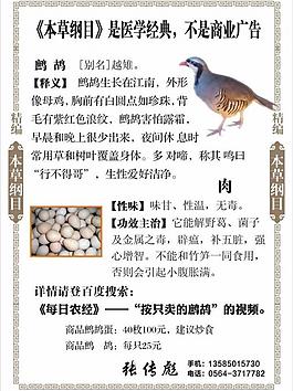 鷓鴣 鷓鴣海報 鷓鴣展板圖片