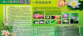 荷花展板圖片