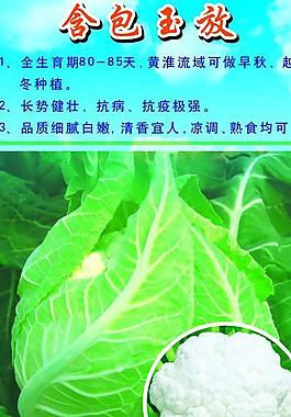 蔬菜展板設計圖片