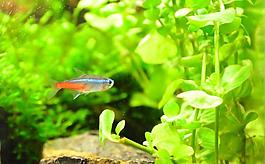 紅綠燈魚圖片