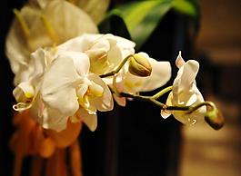 蘭花圖片