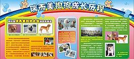 瑞爾美狗狗成長版面圖片