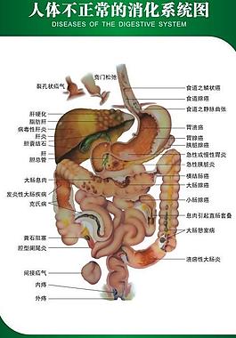 消化系統解剖圖圖片