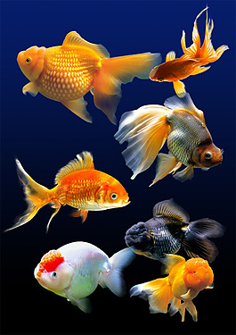 金魚PSD模版
