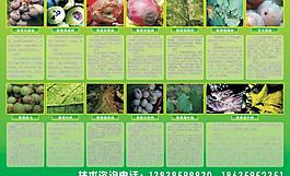 葡萄病蟲害一覽表圖片