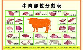 牛肉部位分割表圖片