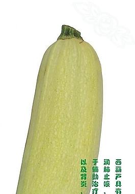 蔬菜 西葫蘆圖片