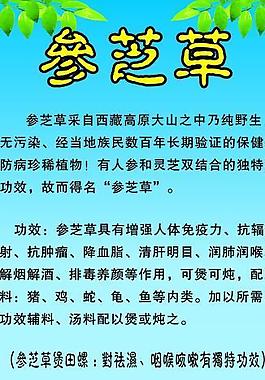 參芝草圖片