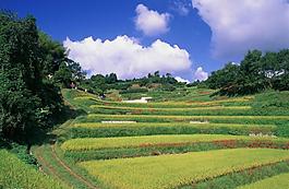 梯田剪影图片