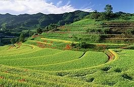梯田剪影图片