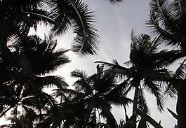 椰樹剪影圖片
