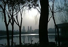 树的剪影图片