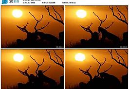 夕陽日落獵豹剪影圖片