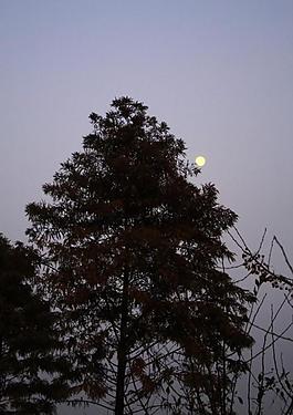 夕陽(yáng) 樹(shù)木剪影圖片