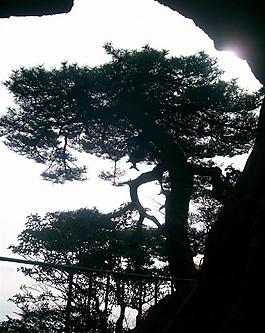 黄山 松树剪影图片