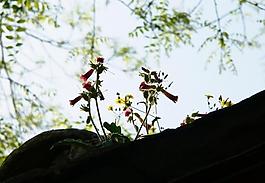房上花_剪影圖片