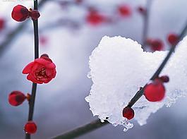 四季剪影圖片