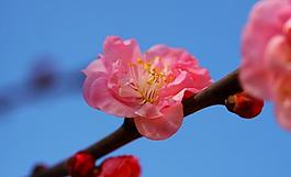 花韻圖片