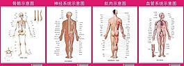 骨科解剖圖圖片
