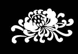 菊花圖片