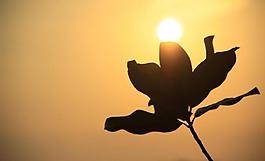 夕阳下的花图片