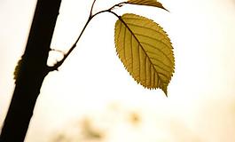 樹(shù)葉圖片