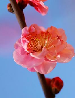 花韻圖片