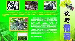 徐堰葡萄图片