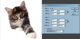 小貓