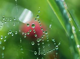 雨滴圖片