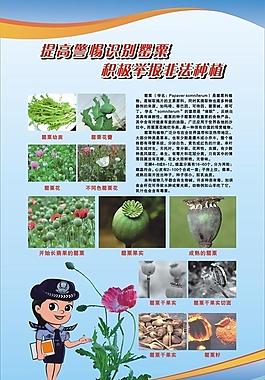 罌粟花圖片