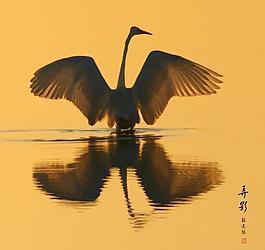 白鹭图片