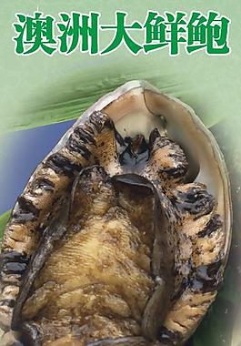 澳洲鮑魚圖片