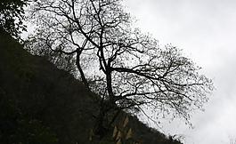樹(shù)木圖片