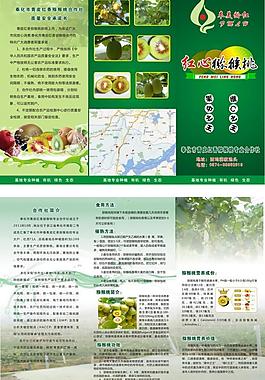 美齡紅彌猴桃圖片