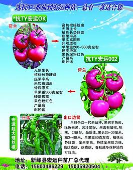 番茄2號圖片
