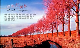 深圳市自然景觀紅樹林