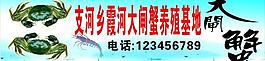 大閘蟹圖片