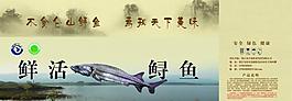 鮮活鱘魚圖片