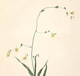 春之呼吸 花卉图片