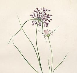 春之呼吸 花卉图片