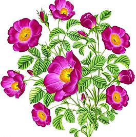月季花圖片